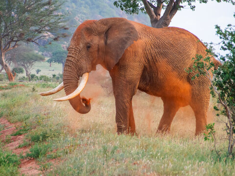 Fototapeta Kenia - safari