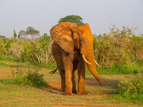 Fototapeta Kenia - safari