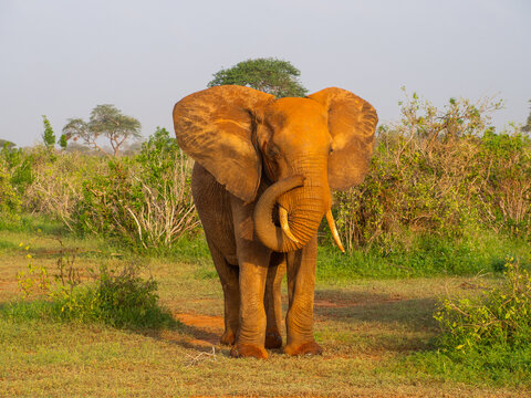 Fototapeta Kenia - safari