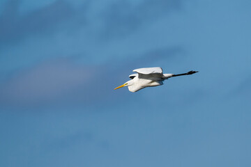 Silberreiher am Kummerower See	