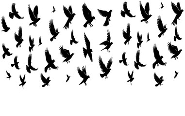 Flying Birds Black Silhouette Vectors Set