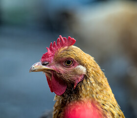 Closeup of a brown chicken head and comb