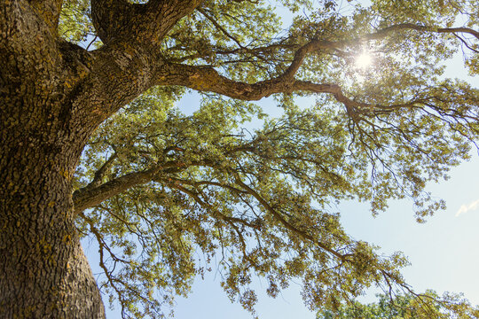 Filters through Quercus ilex, creating a stunning shadow in the bright light