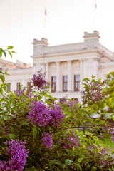 Lilacs in full bloom in front of the university building in Lund Sweden in spring