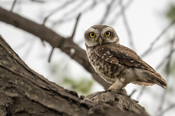 Spotted Owlet