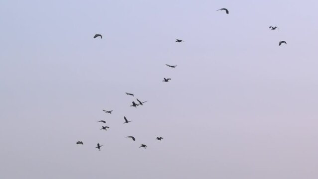 Slow-morion of some birds flying together in a cloudy sky with a palm appearing in the view