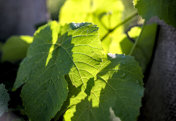 A close up view of green grape leaves