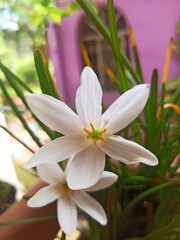 Obraz premium Rain Lily plant with white color flower with blur background of violet color wall., The Two White color flower rain Lily plant. 