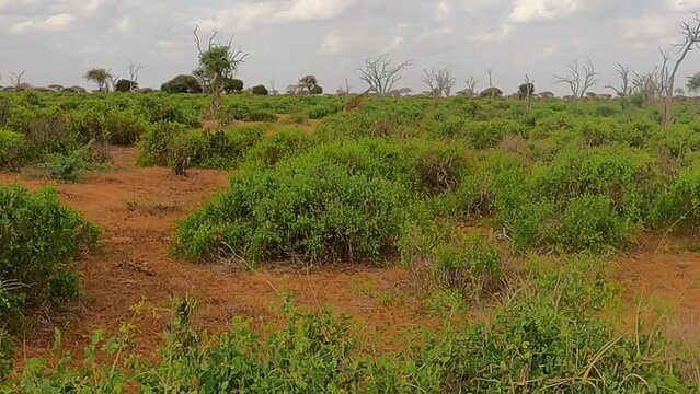 Safari Tour im Tsavo East National Park (Kenya)