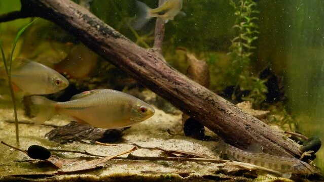 European bitterling shoal, captive wild fish male show spawning behaviour, sunbleak swim, spined loach dig sand substrate, temperate coldwater river biotope aquarium, elodea plant aquatic vegetation