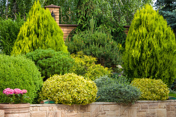 Composition of decorative bushes and trees in the park.