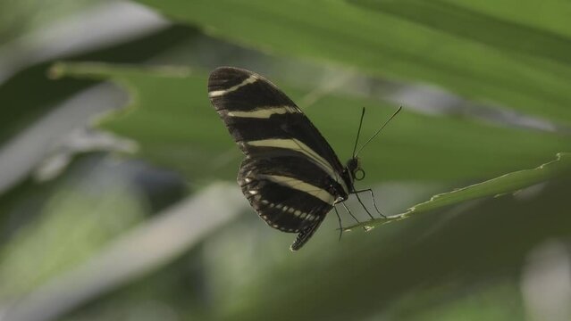 Shallow focus side view of zebra longwing butterfly stands on a green plant leaf on a sunny day
