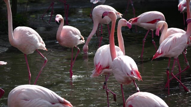 Flamboyance of greater flamingos walking in the shallow lake water in the zoo enclosure