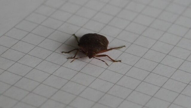 Closeup shot of brown marmorated stink bug crawling on a graph paper in daylight