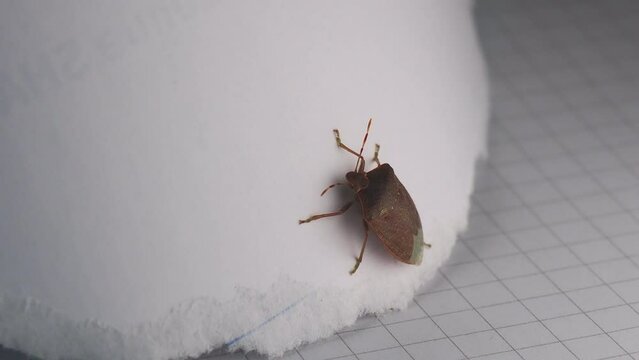 Closeup shot of brown marmorated stink bug clinging on white paper in daylight with blur background