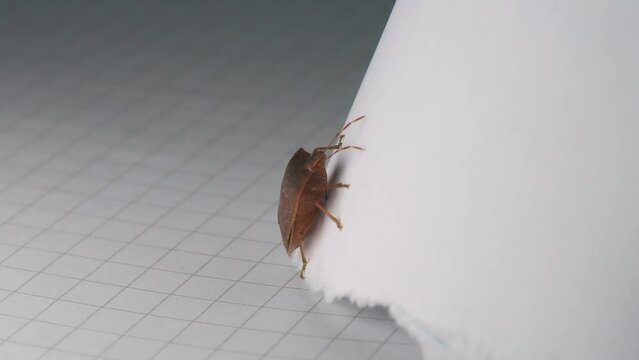 Closeup shot of brown marmorated stink bug crawling vertically on a white paper in daylight