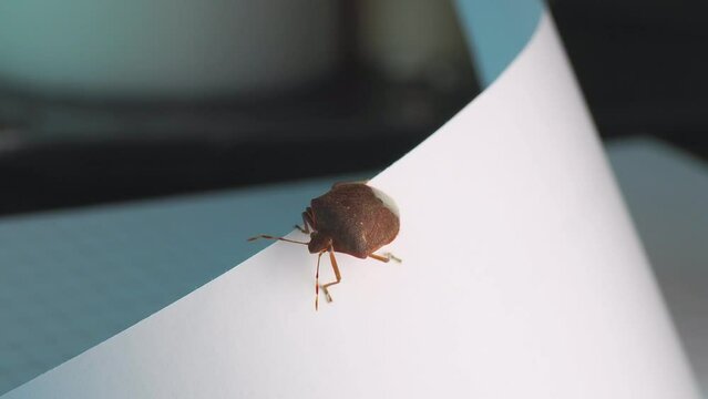 Closeup shot of brown marmorated stink bug crawling on the edge of a white paper in daylight