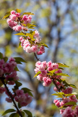 Blooming sakura branch in Belgrade Botanical Garden