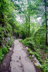 forest pathway.  Forest scape with trees and bushes among the rocks. Tree line landscape summer.