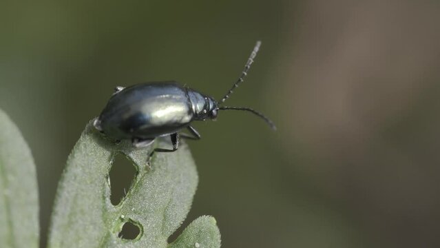 Closeup footage  of a flea beetle standing on the tip of green plant leaf on a sunny day