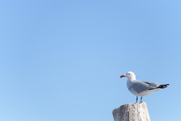 GAVIOTA DE AUDOUIN (Ichthyaetus Andouinii)