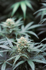 Close up of flowering cannabis plants