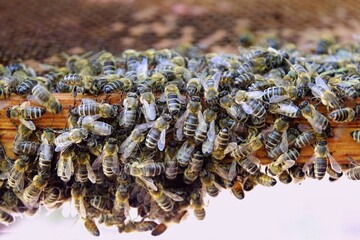 Close-up of a frame with honeycomb from a beehive. Colony of bees on the frame.