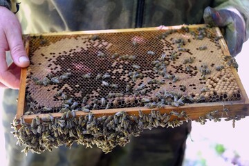 Close-up of a frame with honeycomb from a beehive. Colony of bees on the frame.