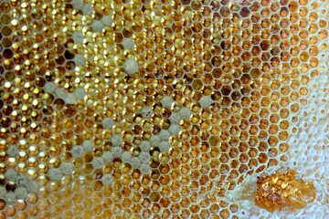Close-up of a frame with honeycomb from a beehive. 
