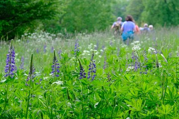 Green meadow with blooming lupine. Silhouettes of hiking people walking in a meadow with backpacks...