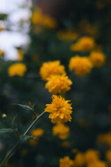 Vibrant yellow Kerria flowers blooming in a lush green field