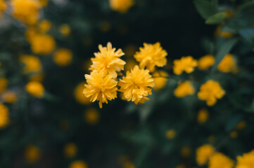 Vibrant yellow Kerria flowers blooming in a lush green field