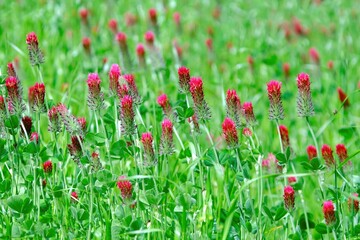 Green meadow with red flowers of Trifolium incarnatum, known as crimson clover or Italian clover