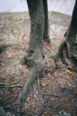 Autumn scene with tree roots in a park