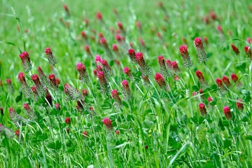 Green meadow with red flowers of Trifolium incarnatum, known as crimson clover or Italian clover