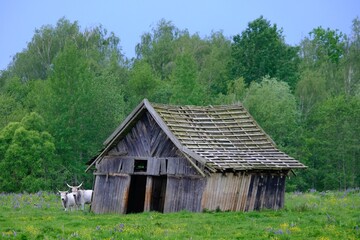 Obraz premium Herd of Hungarian gray cattle next to old wooden buildings of farm