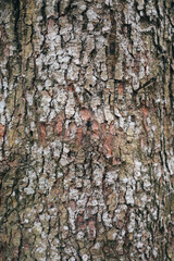 Close-up of a tree bark with a of brown patches