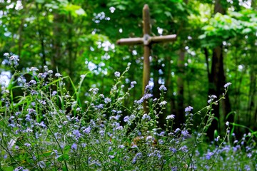 Forget-me-nots in the old cemetery. A metal cross in the background.