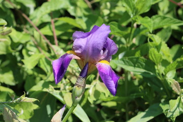Iris pallida, the Dalmatian iris or sweet iris, is a hardy flowering perennial plant of the genus...