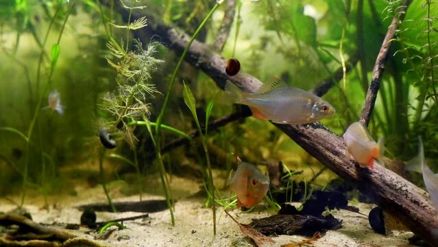 European bitterling shoal, captive wild fish show spawning behaviour, sunbleak swim, temperate coldwater driftwood river biotope aquarium, pondweed aquatic plant vegetation, bright LED lighting