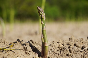 Close-up of a single green asparagus stalk