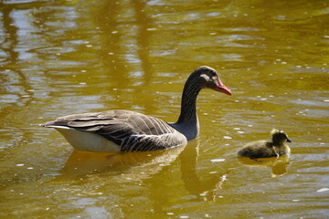 Adult goose with duckling swimming in a serene lake