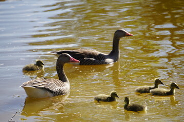 Group of geese and goslings swimming close to the shore