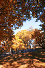 Fototapeta premium Autumn, nature and trees in forest or park, travel scenery and colourful foliage in Amsterdam woodlands. Conservation, fall season and environment for outdoor growth, leaves and branches outside