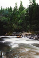 Picturesque Swedish river surrounded by dense evergreen foliage.