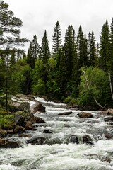 Picturesque Swedish river surrounded by dense evergreen foliage.