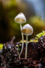 small mushrooms sitting on top of a piece of wood next to moss