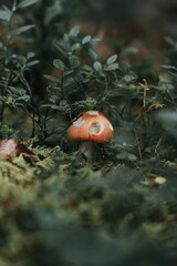 a mushroom with a leaf in it sits among the foliage