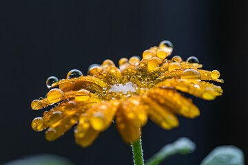 dewdrops are clinging on the petals of a flower