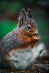 Vertical closeup shot of an adorable fluffy squirrel under slight snowfall